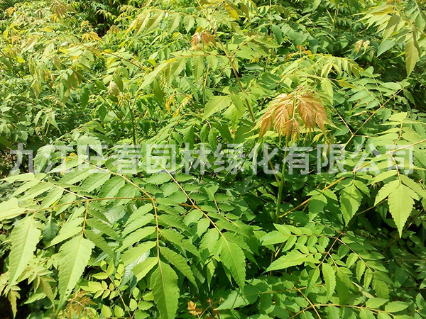 欒樹